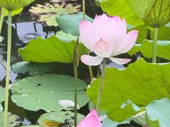 -荔湾湖公园
