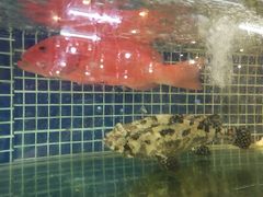 -庆余生平价生猛海鲜(海棠湾林旺夜市店)