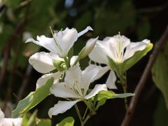 -广东花都湖国家湿地公园