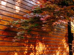 -宁波余姚老柿林山居度假村