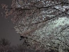 -武汉大学-樱园