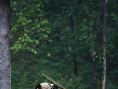 -中国大熊猫保护研究中心雅安碧峰峡基地