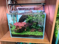 -青石桥花鸟鱼虫市场(叠翠城店)