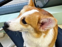 -怪兽屋·羊驼·猫咖·狗咖(俊华广场店)