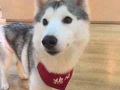 -Husky Go! 哈士奇体验馆·宠物咖啡厅狗咖