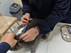 -全心全意连锁动物医院·微创中心·内科急重症·心脏专科(丰管路店)