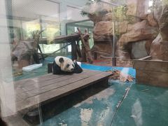 -成都动物园