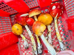 -云南木水花野生菌交易中心