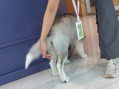 -帕帕拉兹宠物(亚洲旗舰店)