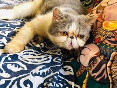 -more than meow吴止猫主题餐厅(承德 中船汇店)