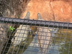 -海南热带野生动植物园