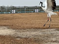 -盐城丹顶鹤湿地生态旅游区