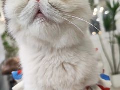 -共舞时光猫咖·狗咖(新街口店)