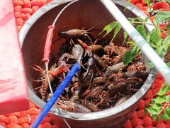 -同銮特种养殖场·龙虾垂钓