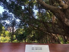 -福田红树林生态公园