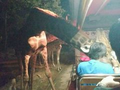 -清迈夜间动物园