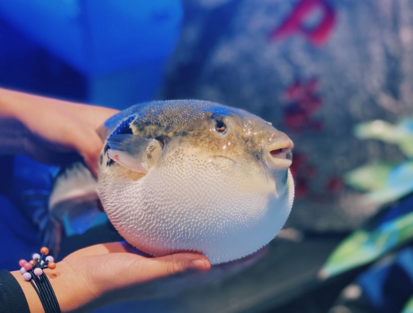 【年会季】万松园里的万鱼藏