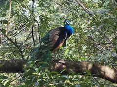 -瑞丽独树成林风景区