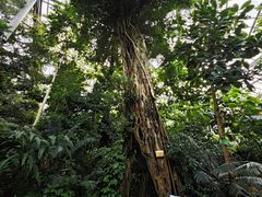 -中国科学院华南植物园