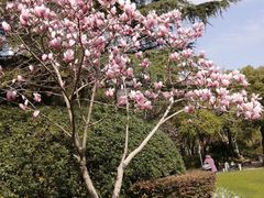 -上海醉白池公园
