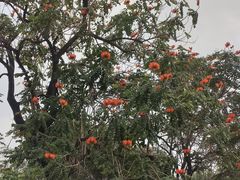 -映月湖公园