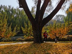 -元大都城垣遗址公园