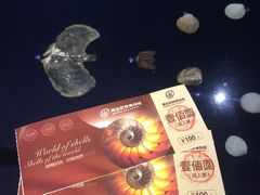 -青岛贝壳博物馆