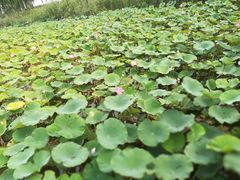 -天津东丽湖风景区