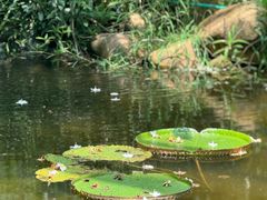-昆明植物园