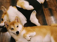 -豆柴町-柴犬主题狗咖(红鼎国际C座店)
