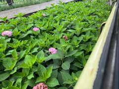 -合肥滨湖国家森林公园