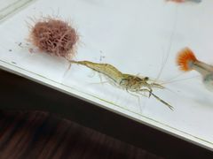 -王四营海鲜市场