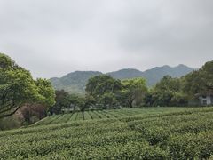 -中国茶叶博物馆(双峰馆区)