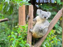 -广州长隆野生动物世界