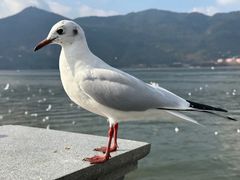 -海埂大坝