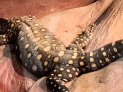 -费瑟代尔野生动物园