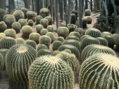 -南山植物园