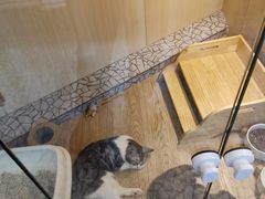 -momokira米努特·德文卷毛猫·棉花面纱犬