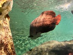 -上海海洋水族馆