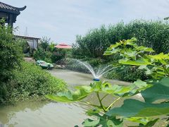 -樂桃源奉贤黄桃种植采摘基地