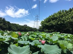 -光明港公园