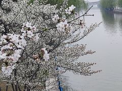 -高东镇樱花园