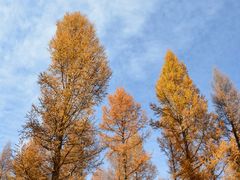 -塞罕坝国家级自然保护区