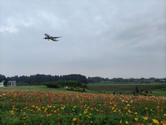 -空港花田景区