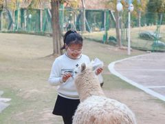 -灵玲国际马戏城