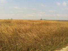 iphone_upload_pic-南汇嘴观海公园