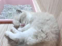-屋虎猫馆(宝安大仟里店)