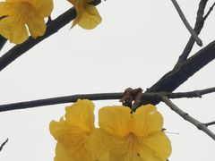 -老酱油炸社