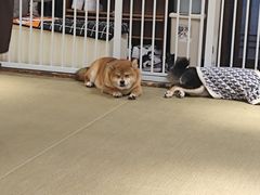 -逗柴咖啡屋·狗咖猫咖宠物桌游