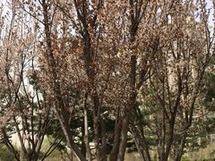 -燕郊植物园